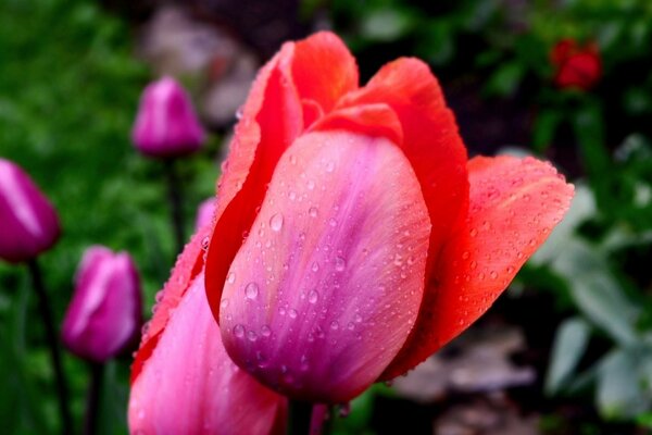 How beautiful tulips are after the rain!