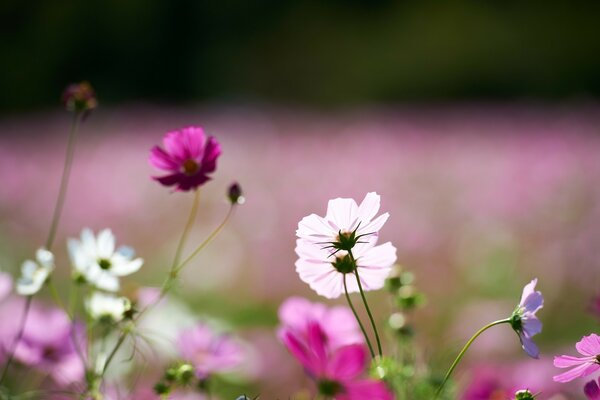 Kleine, weiße Blumen auf einem großen Feld