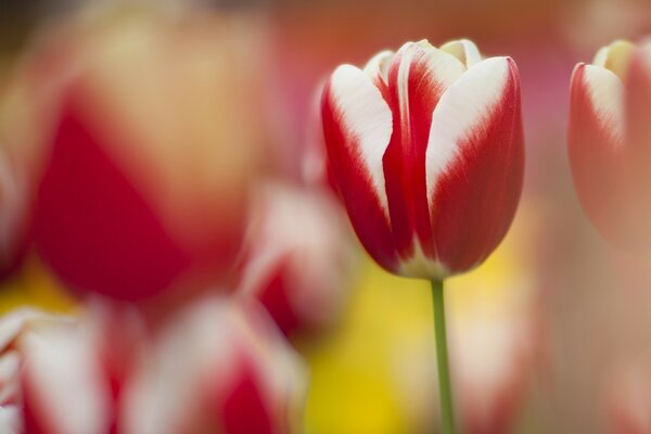 Beautiful striped tulips of red color