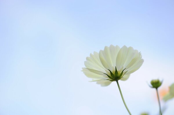 Flores solitarias en el campo y el cielo azul