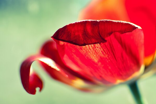 Macro fotografía de pétalos de tulipán rojo