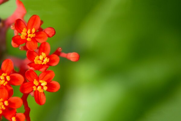 Un día claro y una flor inusual