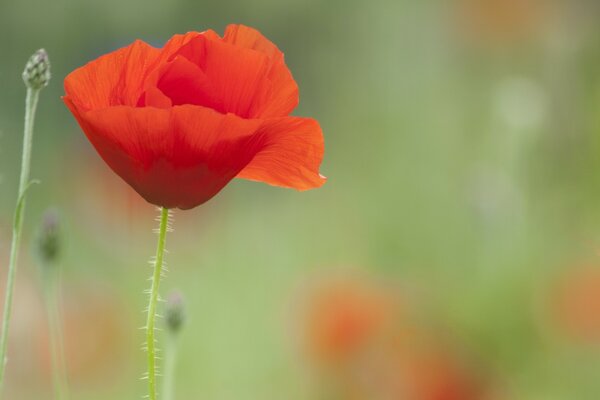 Pétalos de amapola rojos brillantes únicos