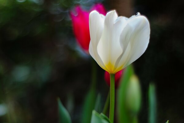 Verde tulipano bianco e rosso