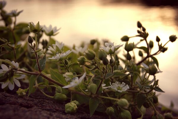 Bellissimi boccioli di fiori al tramonto