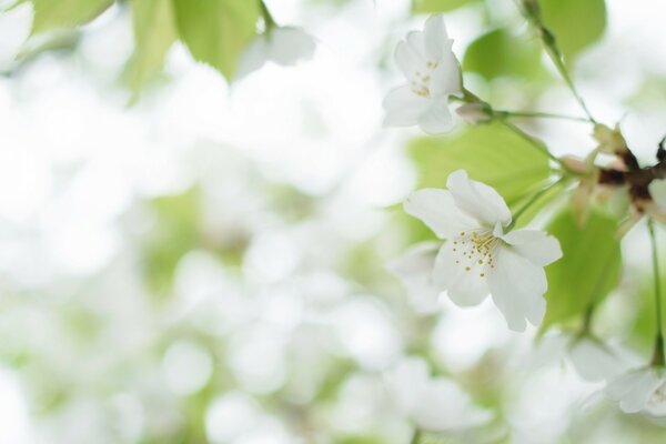 White cherry blossoms on a tree