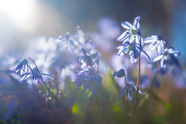 Fotografía macro de pequeños colores azules