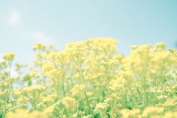 Bright yellow flowers in spring