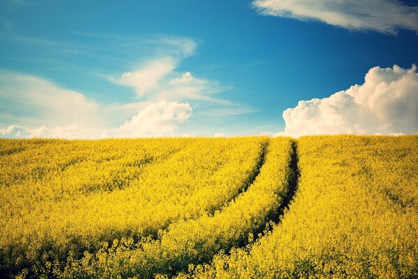 Camino al cielo por el campo amarillo