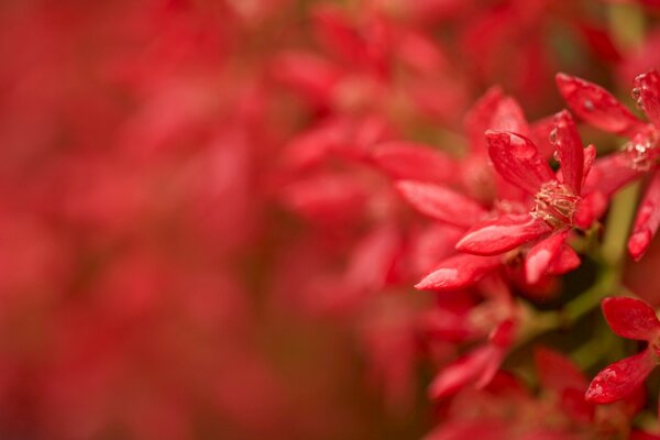 Foto macro de una flor roja en una ramita