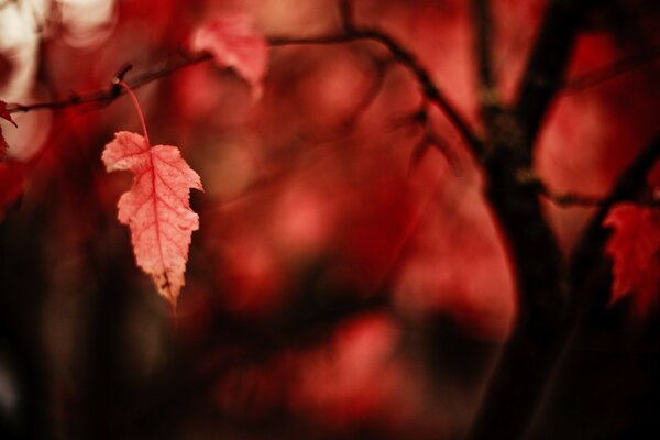 Feuilles rouges sur une branche d arbre