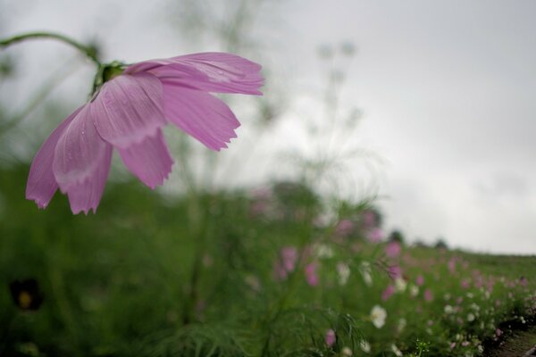 Die Natur. Lila Blumen auf dem Feld