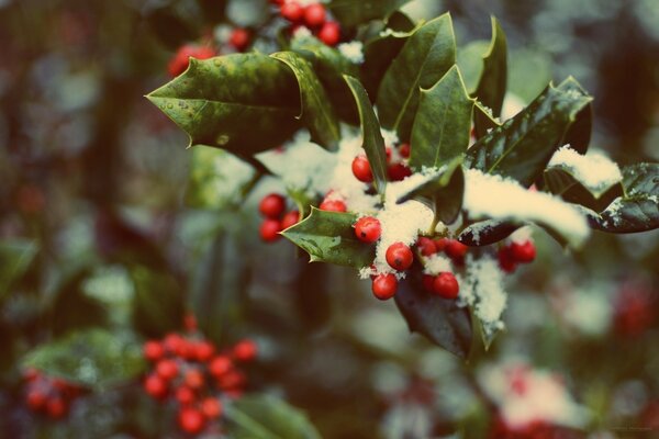 Hiver. Baies dans la neige