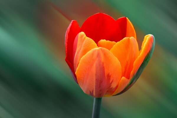 Unscharfer Hintergrund mit schöner Tulpe