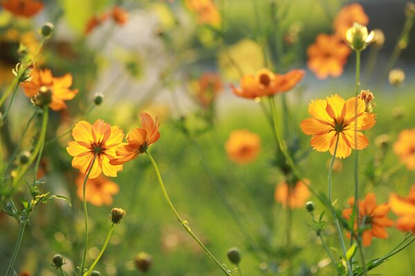 Nature in orange colors conveys the sun