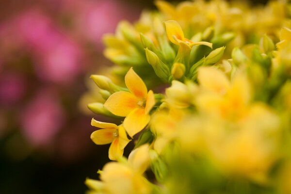 Yellow flowers with roses behind