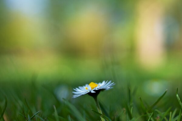 Einsame Blume auf Gras Hintergrund