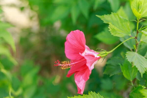 Plante. Hibiscus en fleurs. Beauté