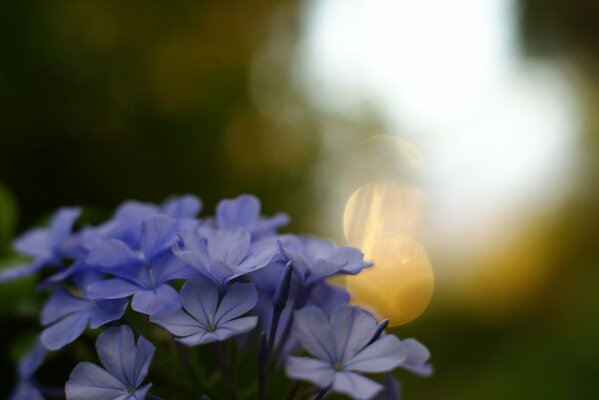 Lila Blüten auf verschwommenem Hintergrund