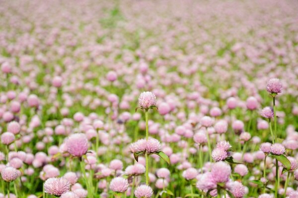 Lichtung aus rosa Blüten mit Blättern