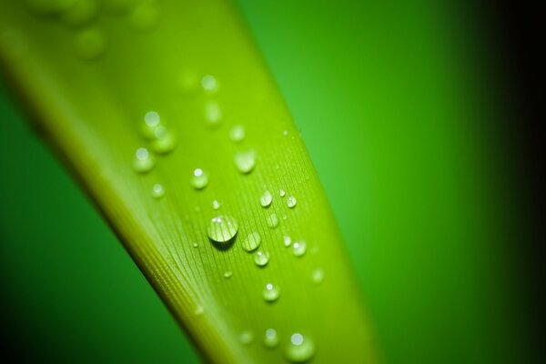 Gotas de agua en una hoja verde