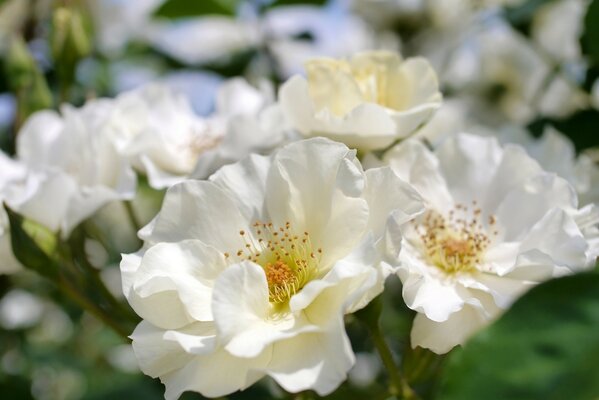 Flores blancas de Manzano en primavera