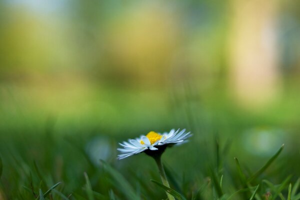 Fleurs Marguerite fond herbe