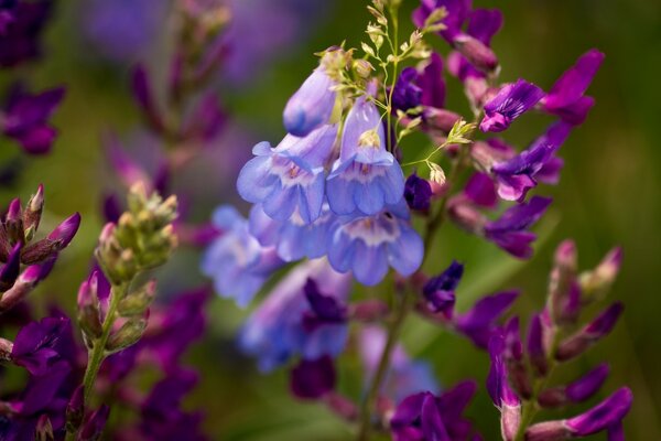 Foto del germoglio nel mondo Macro