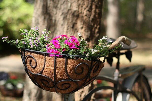 Blumen in Töpfen auf der Straße