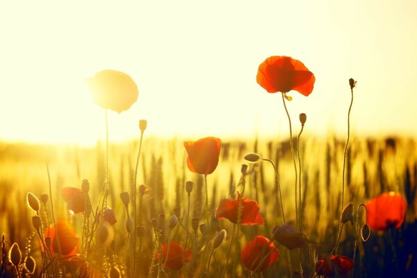 Champ de coquelicots sur fond de coucher de soleil