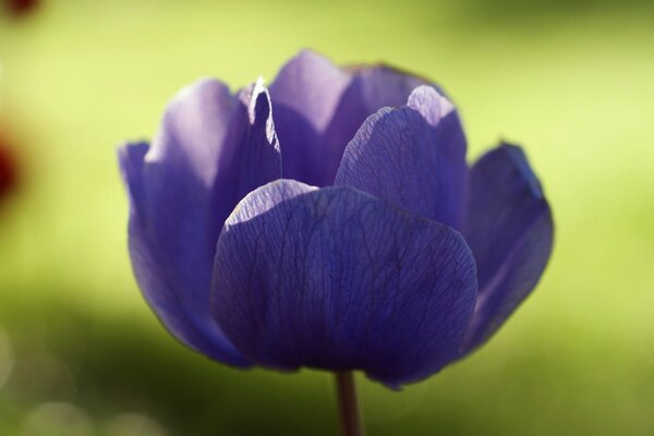 Lila Anemone unter Sonnenstrahlen