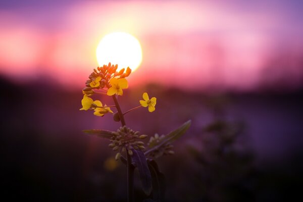 Beautiful yellow flower at sunset