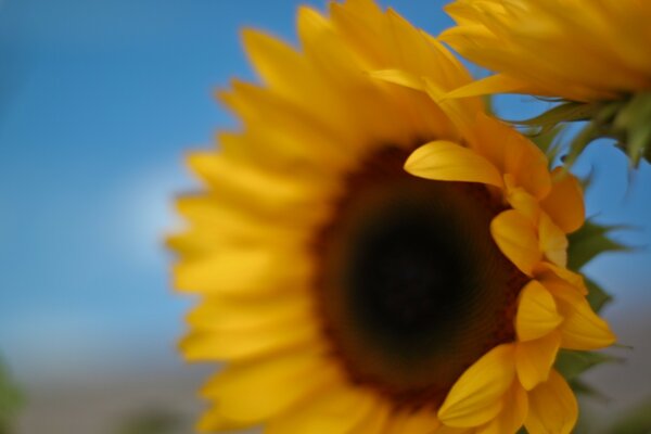 The focus of a sunflower bud under a blue sky