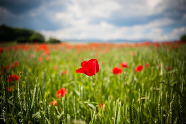 Fleurs rouges sous le soleil dans le champ