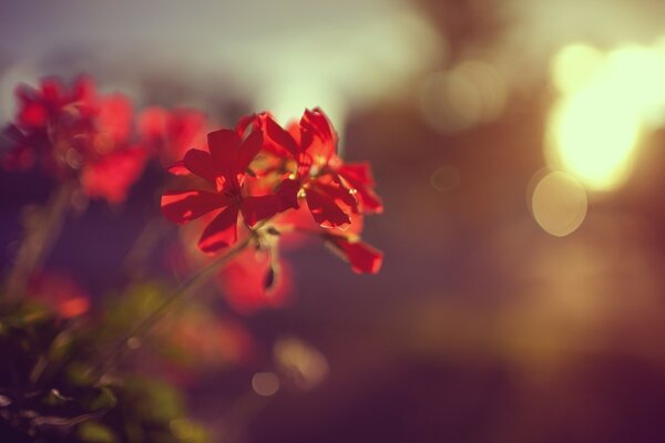 The most delicate petals of a red flower