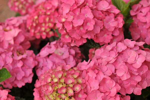 Ramo de hortensias Rosadas. Macro