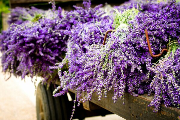 Flores moradas como Lilas