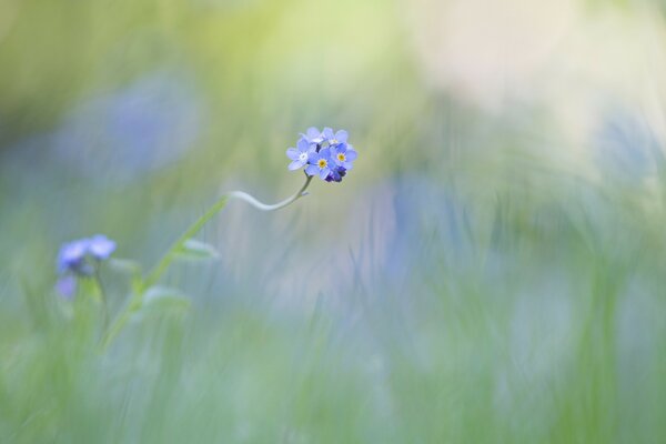 Nontiscordardime blu su un bellissimo sfondo sfocato