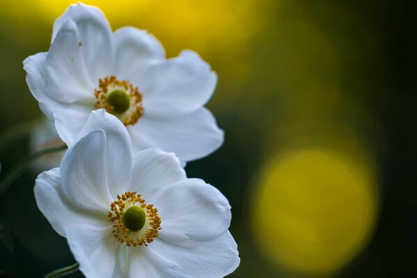 Macro world of white flowers