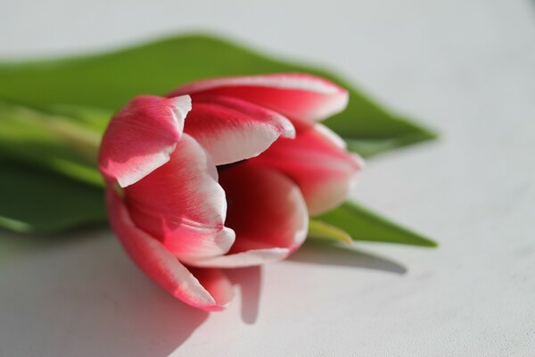 Un tulipán rosa descansa sobre una mesa