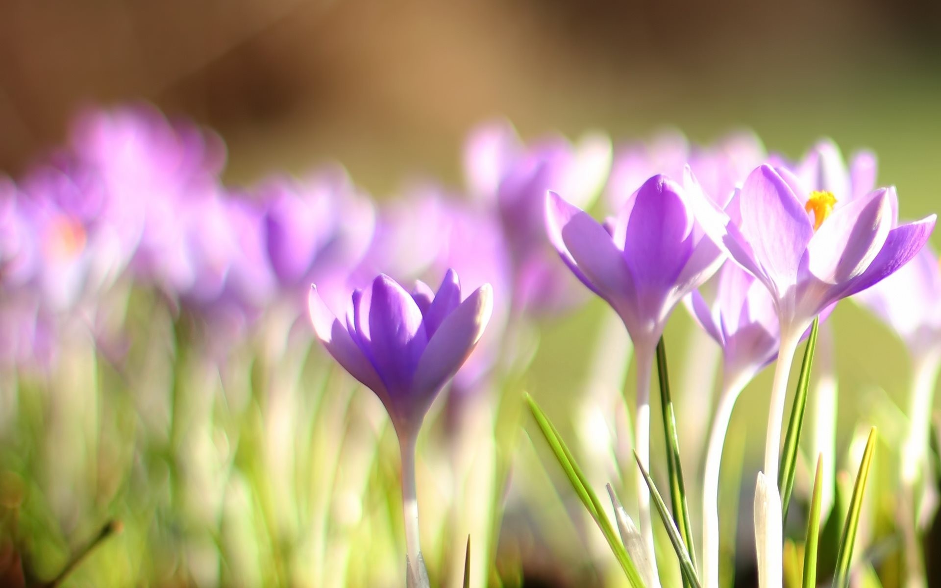 purple bokeh spring weather