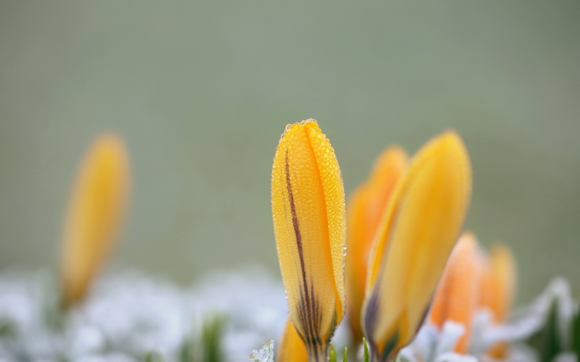 gros plan gouttes fleurs