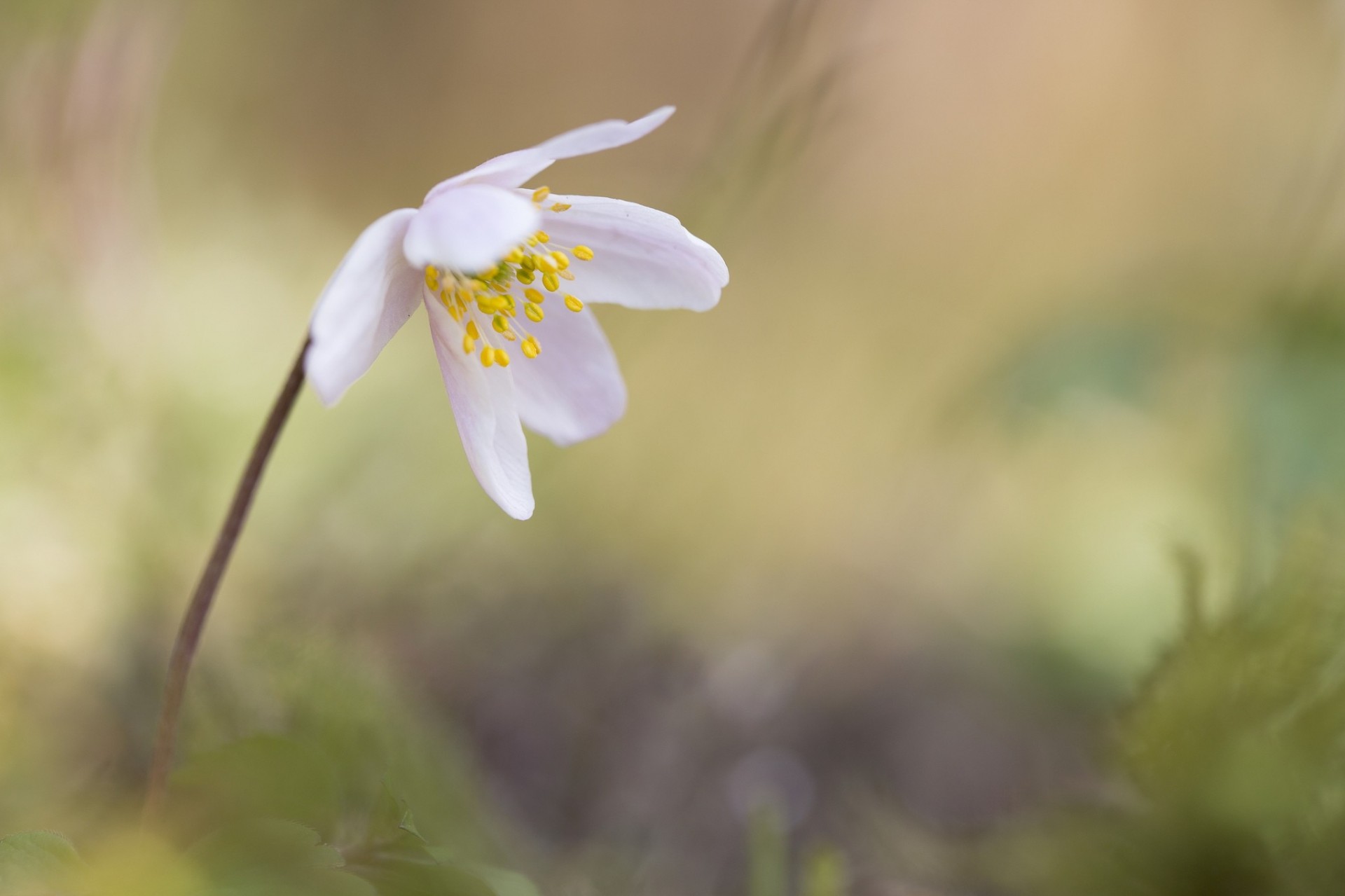 fond fleur flou blanc