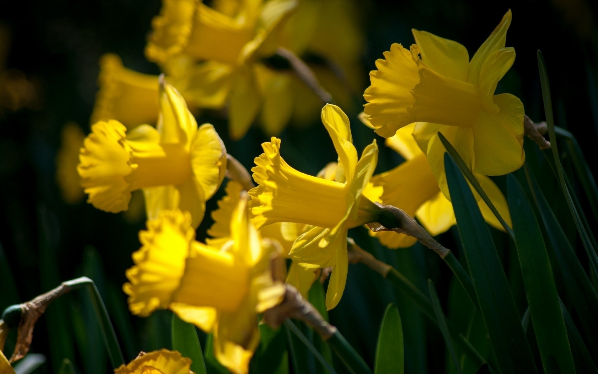 macro narcisos amarillo