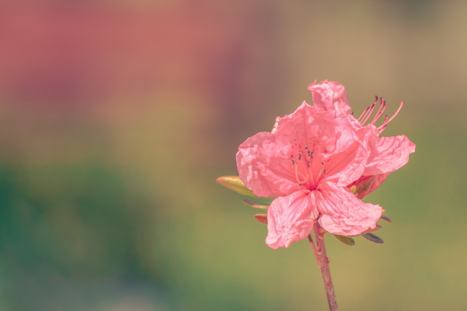 king azalea flower