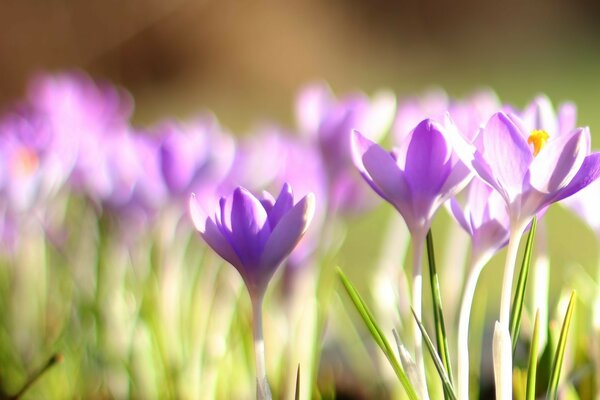 Pheolete irises at dawn in spring