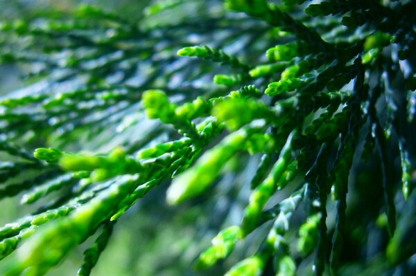 Macro shooting of a cypress tree