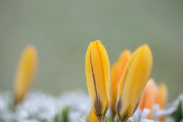 Prise de vue macro d une fleur jaune qui tombe