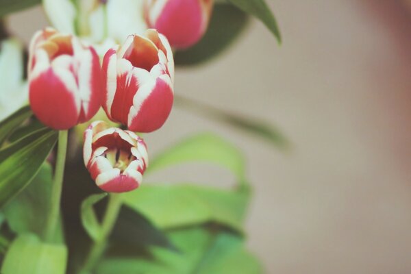 A half-bloomed red and white flower on a light background