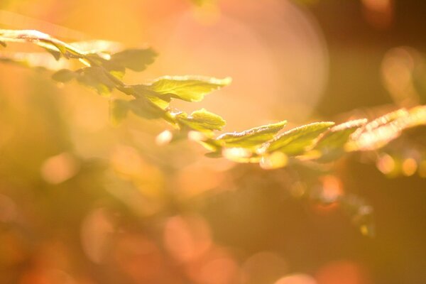 A tree branch at dawn in the forest